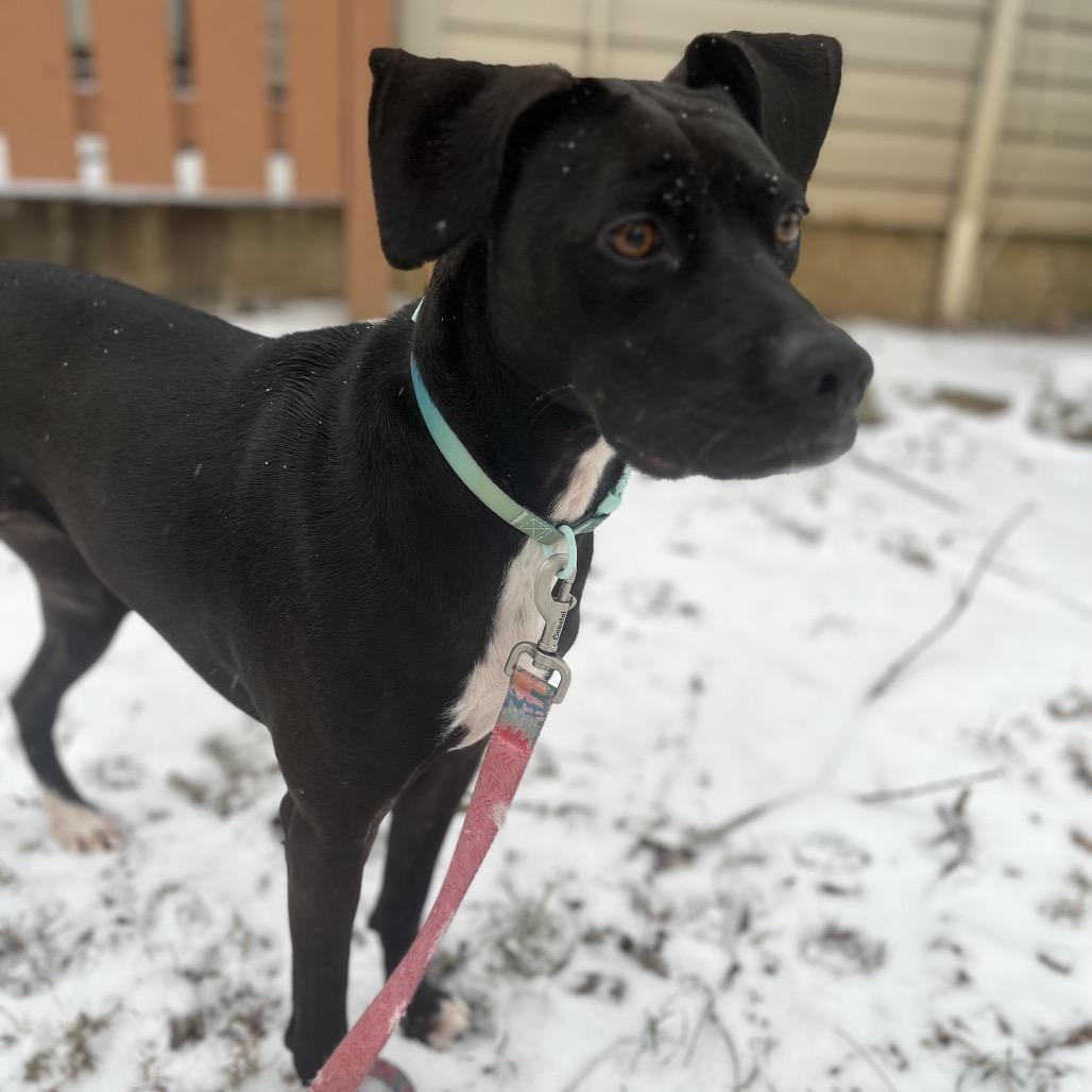 Winnie, a Adoptable Mixed Breed in Winston-Salem, NC image 1/6