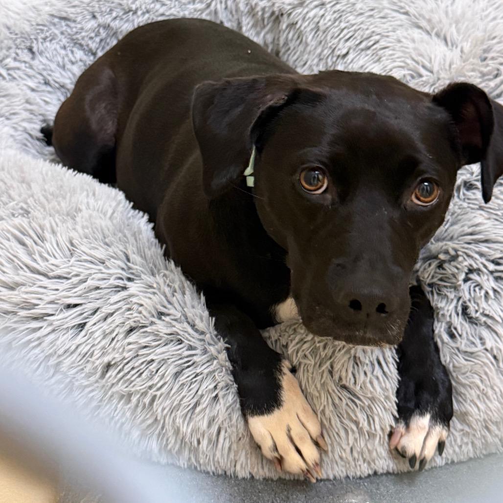 Winnie, a Adoptable Mixed Breed in Winston-Salem, NC image 2/6