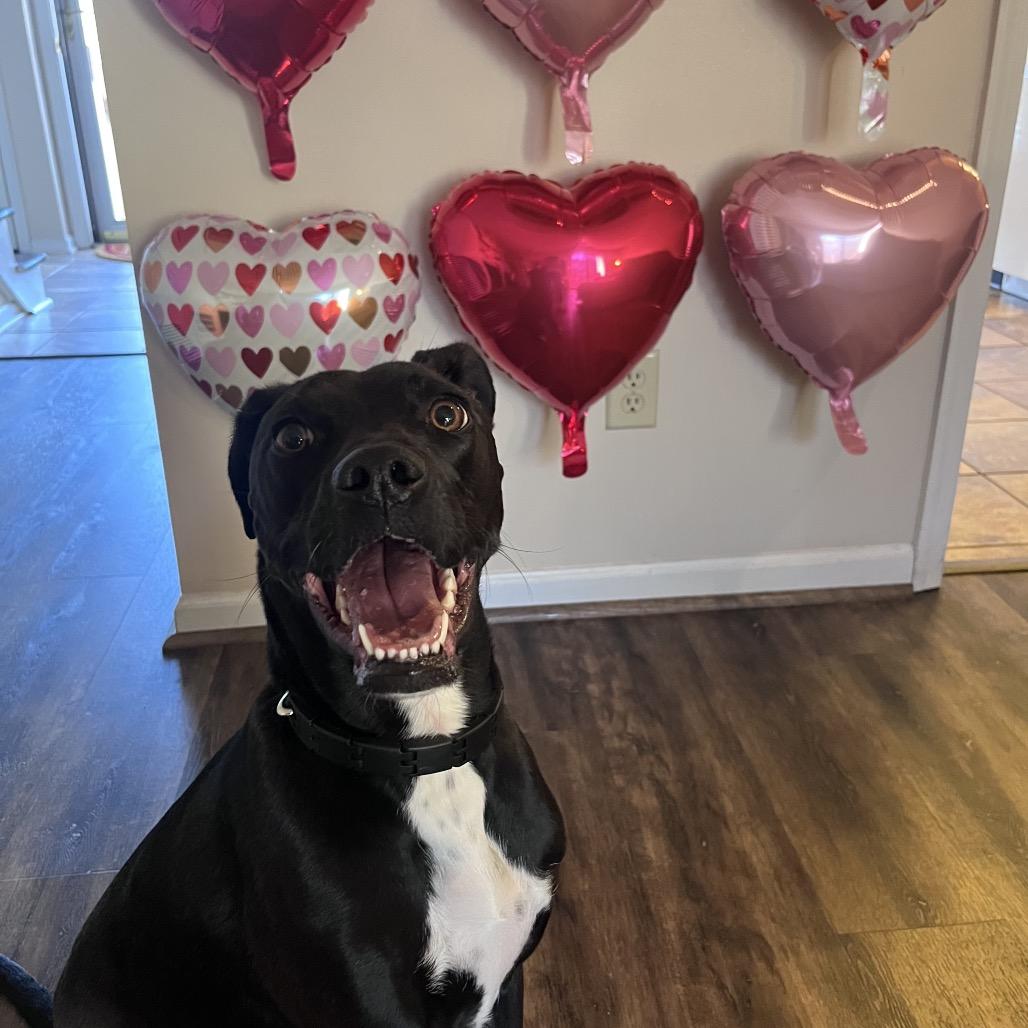 Winnie, a Adoptable Mixed Breed in Winston-Salem, NC image 3/6