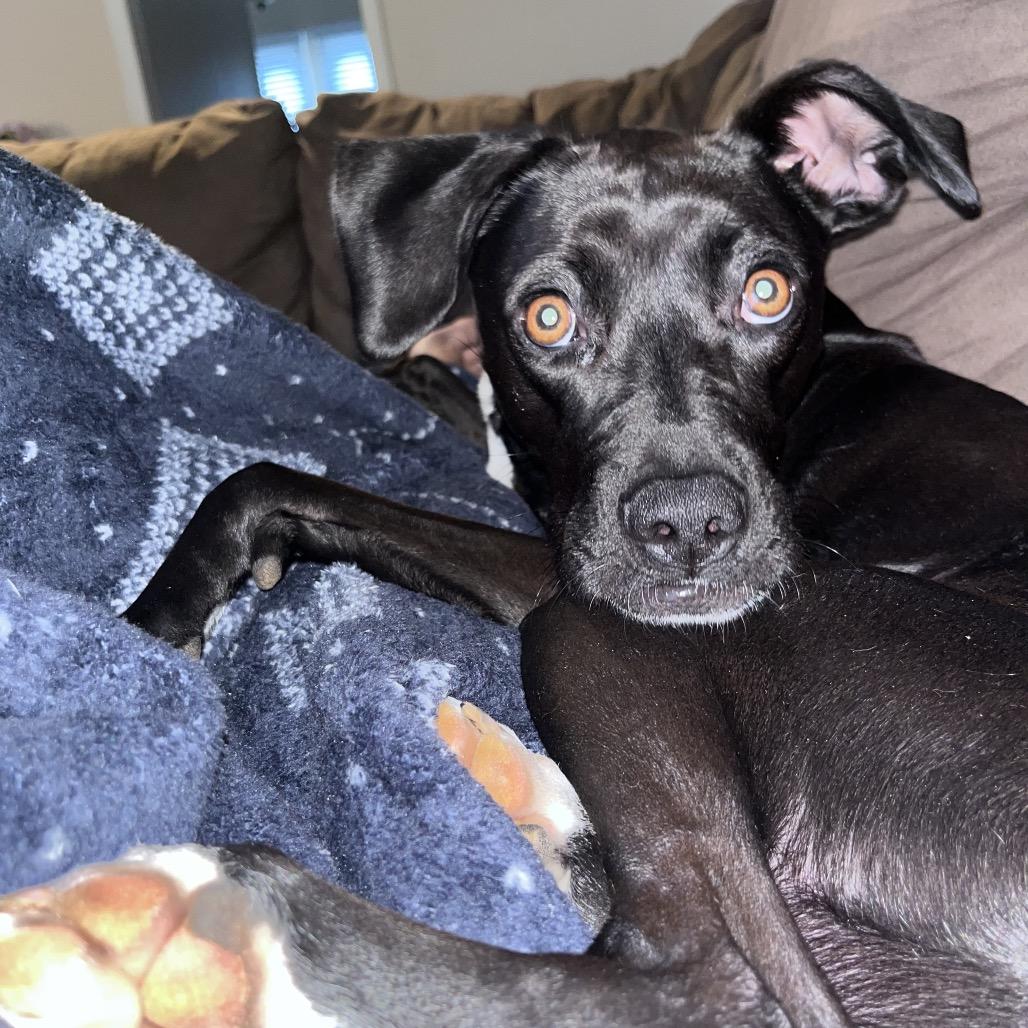 Winnie, a Adoptable Mixed Breed in Winston-Salem, NC image 4/6