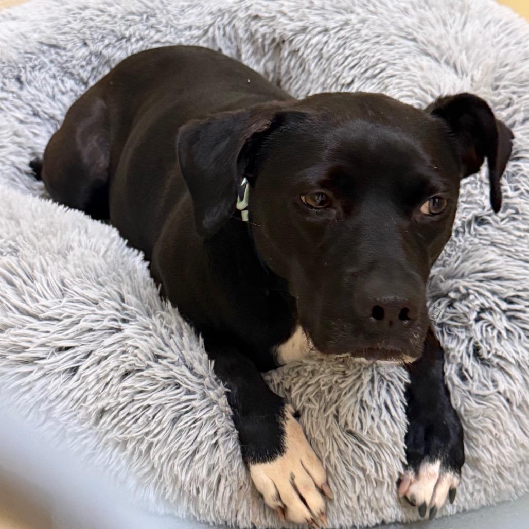 Winnie, a Adoptable Mixed Breed in Winston-Salem, NC image 6/6