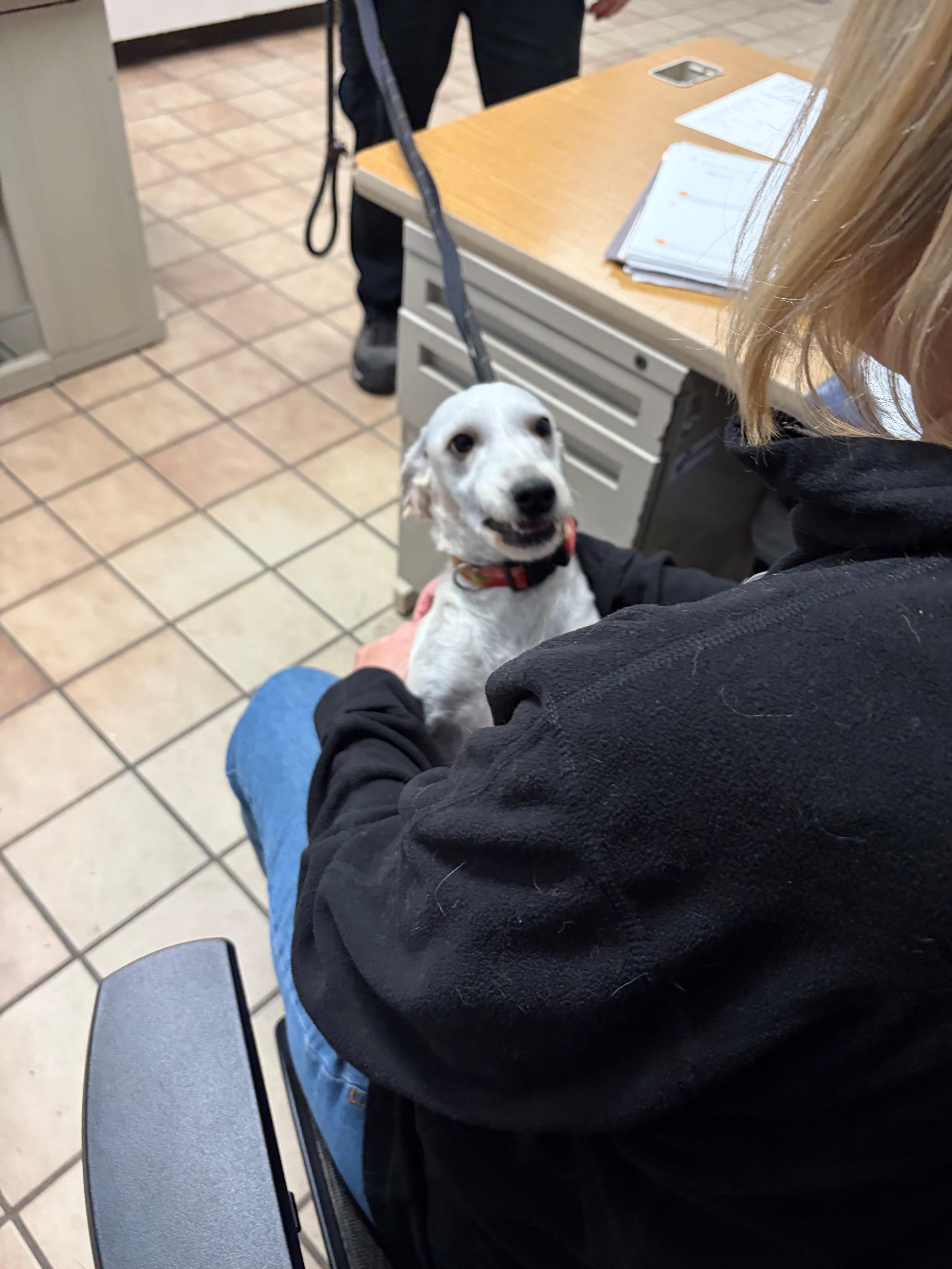 Enlarge Krystal, a Adopted Poodle in Edison, NJ image 3/3