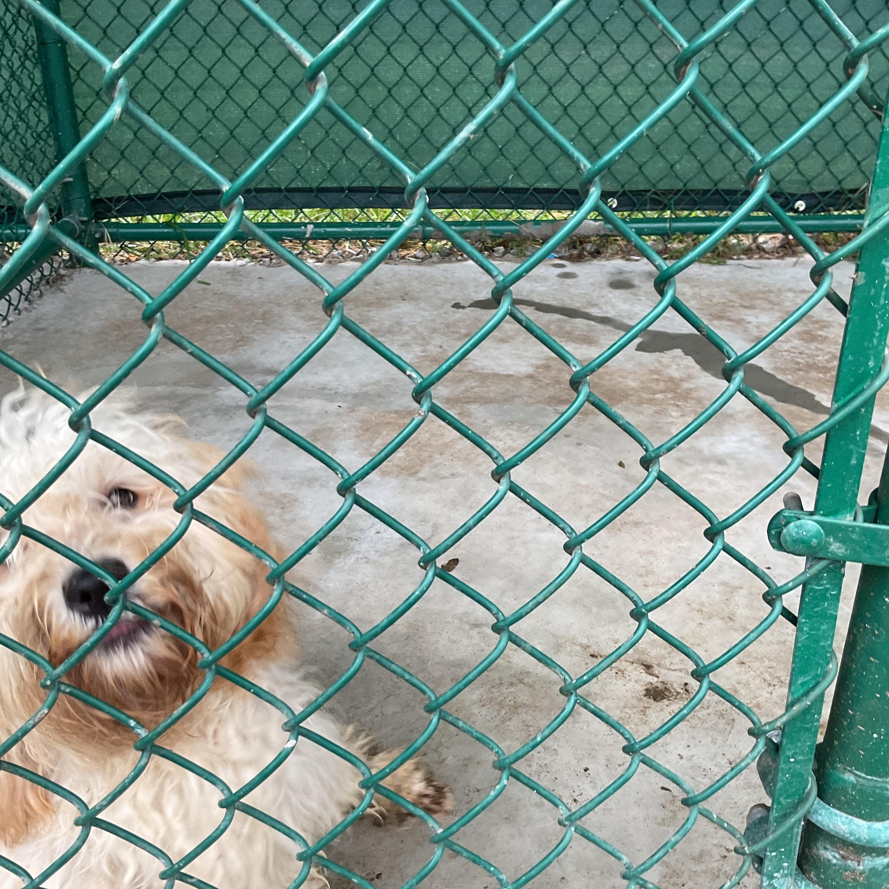 Krystal, Adoptable, Young Female Poodle.