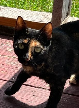 Enlarge Trix, a Adoptable Tortoiseshell in Porter, TX image 1/1
