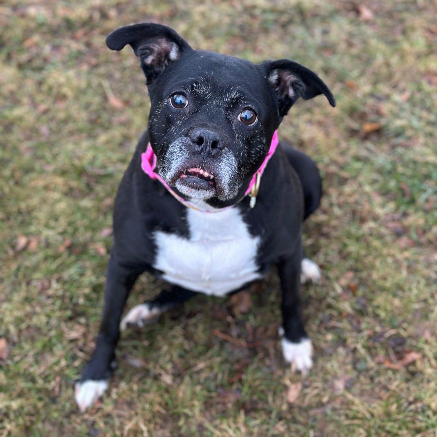 Harley — thumbnail 2