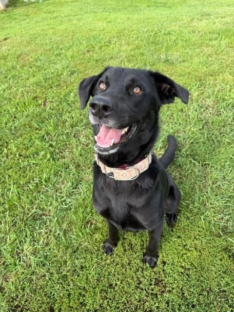 Enlarge Ripley, a Adoptable Labrador Retriever in Augusta, WV image 5/5