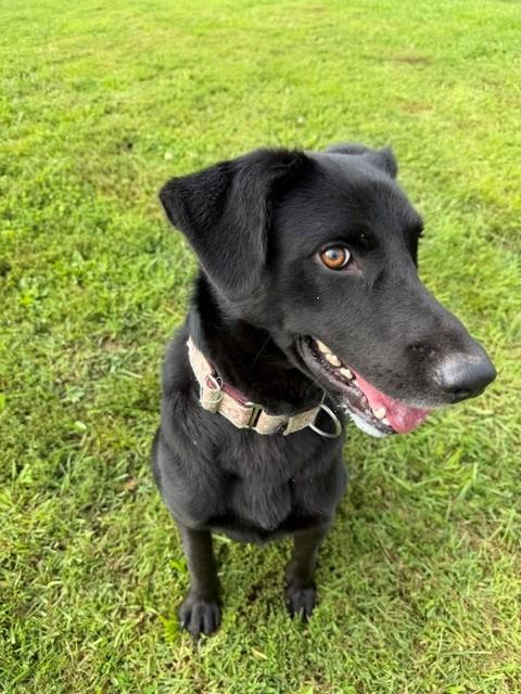 Enlarge Ripley, a Adoptable Labrador Retriever in Augusta, WV image 2/5