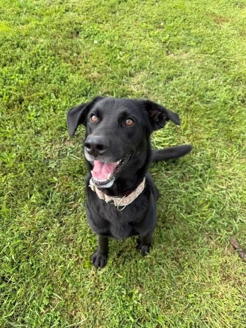 Ripley, Adoptable, Adult Male Labrador Retriever.