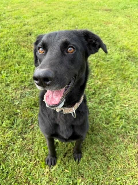Enlarge Ripley, a Adoptable Labrador Retriever in Augusta, WV image 3/5