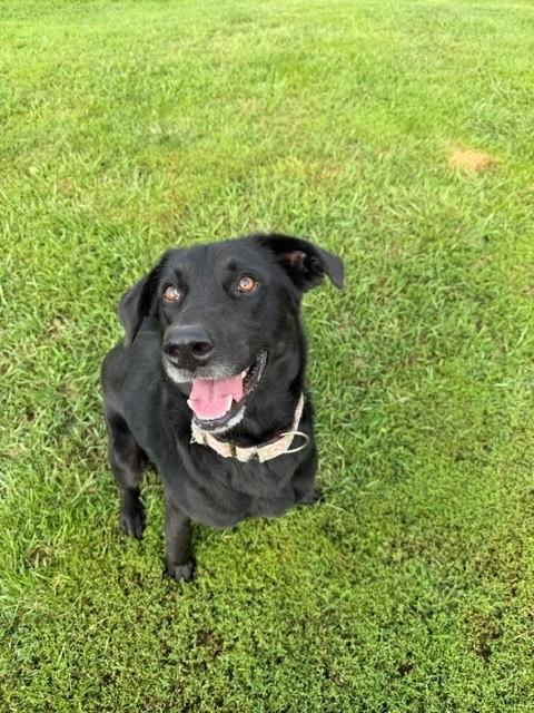 Enlarge Ripley, a Adoptable Labrador Retriever in Augusta, WV image 4/5