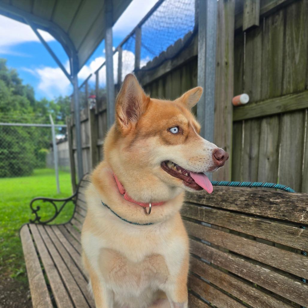 Freya, Adoptable, Adult Female Husky & Mixed Breed.
