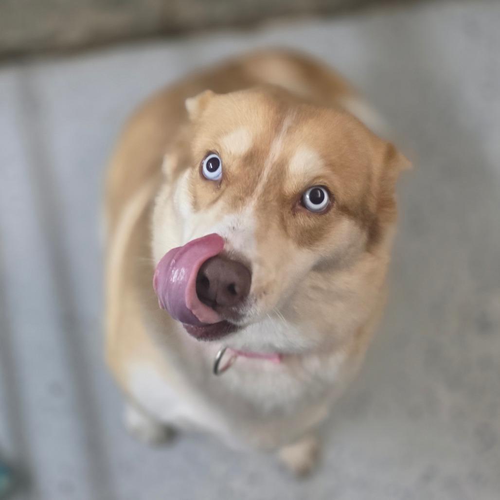 Enlarge Freya, a Adoptable mixed breed in Huntsville, AL image 2/3