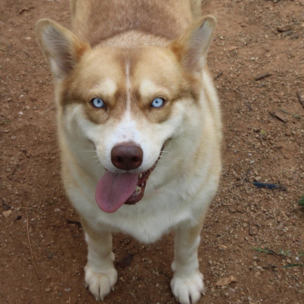 Enlarge Freya, a Adoptable mixed breed in Huntsville, AL image 3/3
