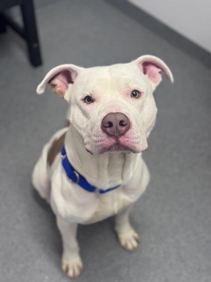 Manolo — thumbnail 2