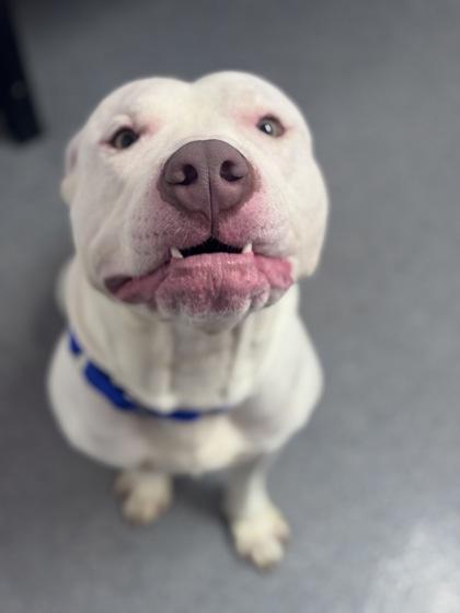 Manolo — thumbnail 3