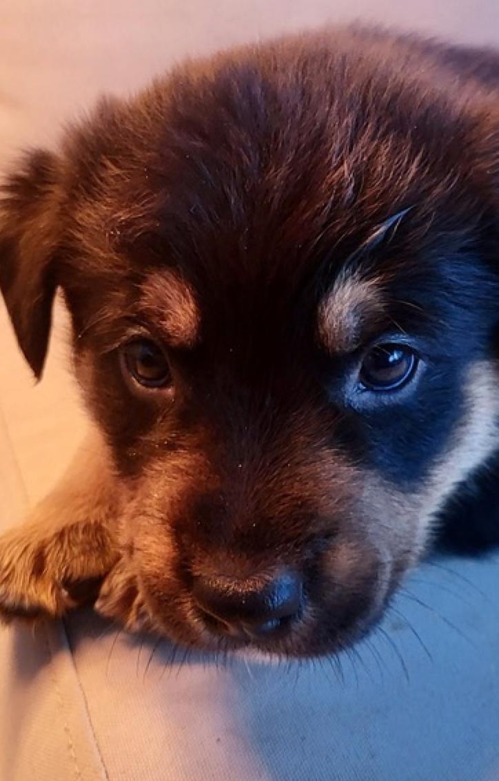 Sweet Pea, Adoptable, Puppy Female Shepherd.