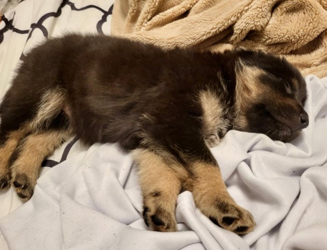 Enlarge Sweet Pea, a Adoptable mixed breed in Calgary, AB image 2/3