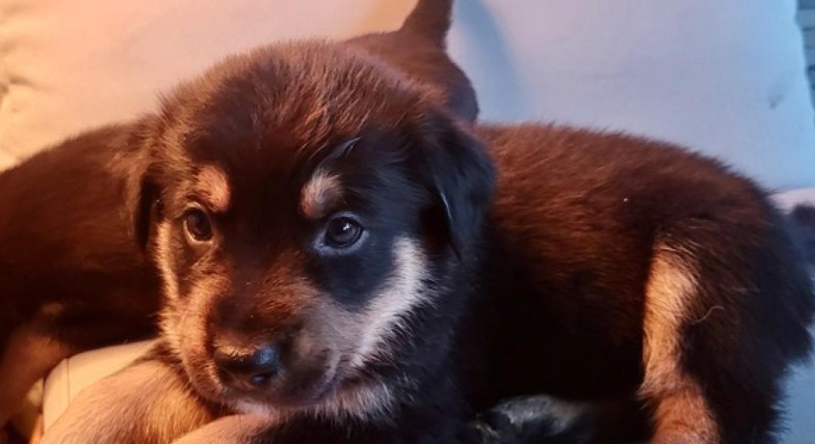 Enlarge Sweet Pea, a Adoptable mixed breed in Calgary, AB image 3/3