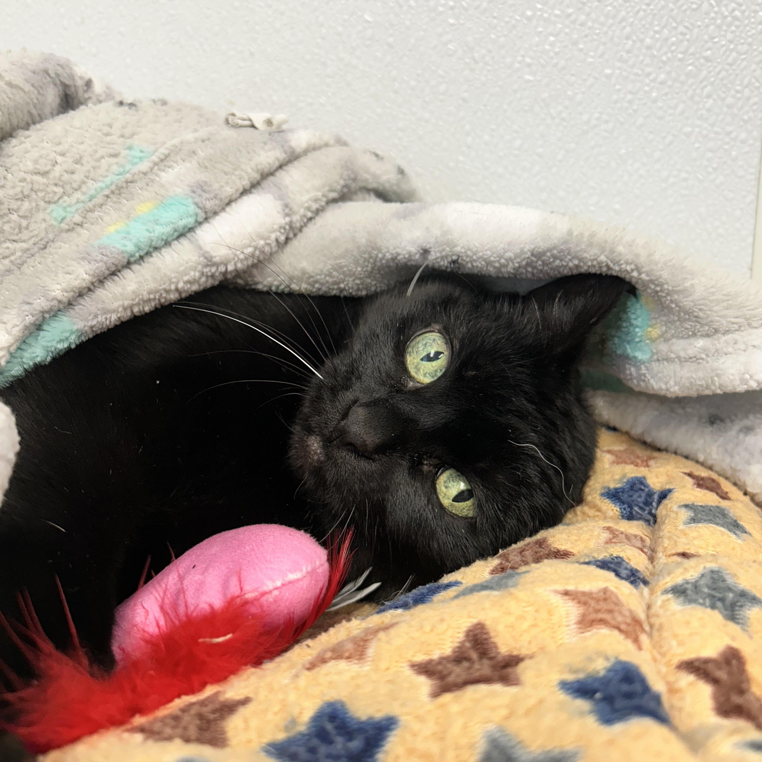 Midnight , a ADOPTABLE Domestic Short Hair in Howes Cave, NY image 1/4