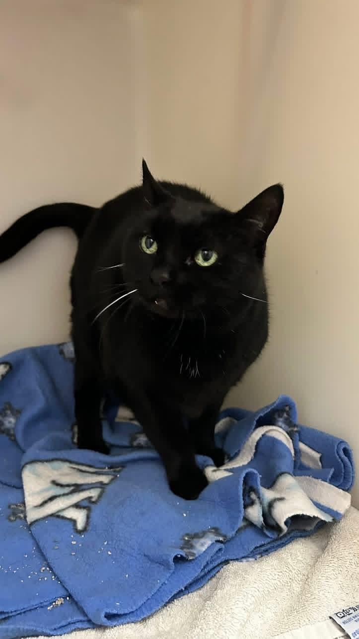 Enlarge Shadow , a ADOPTABLE Domestic Short Hair in Howes Cave, NY image 3/4