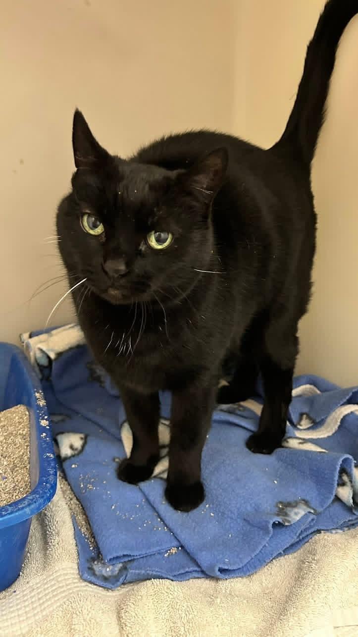 Enlarge Shadow , a ADOPTABLE Domestic Short Hair in Howes Cave, NY image 2/4