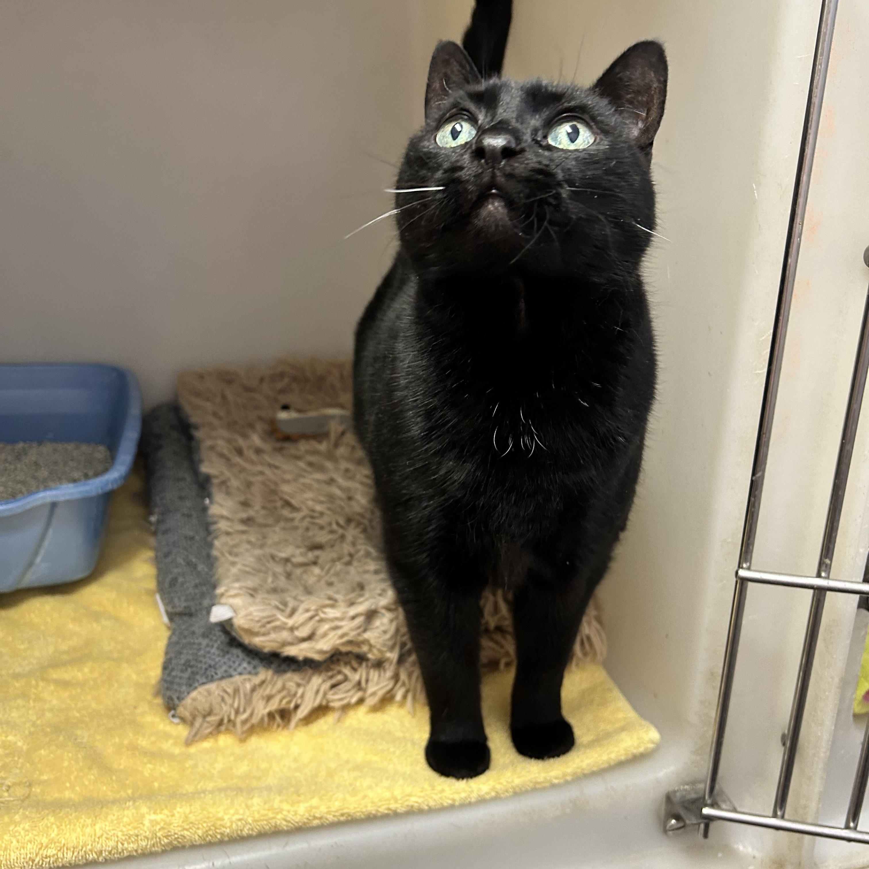 Enlarge Shadow , a ADOPTABLE Domestic Short Hair in Howes Cave, NY image 1/4