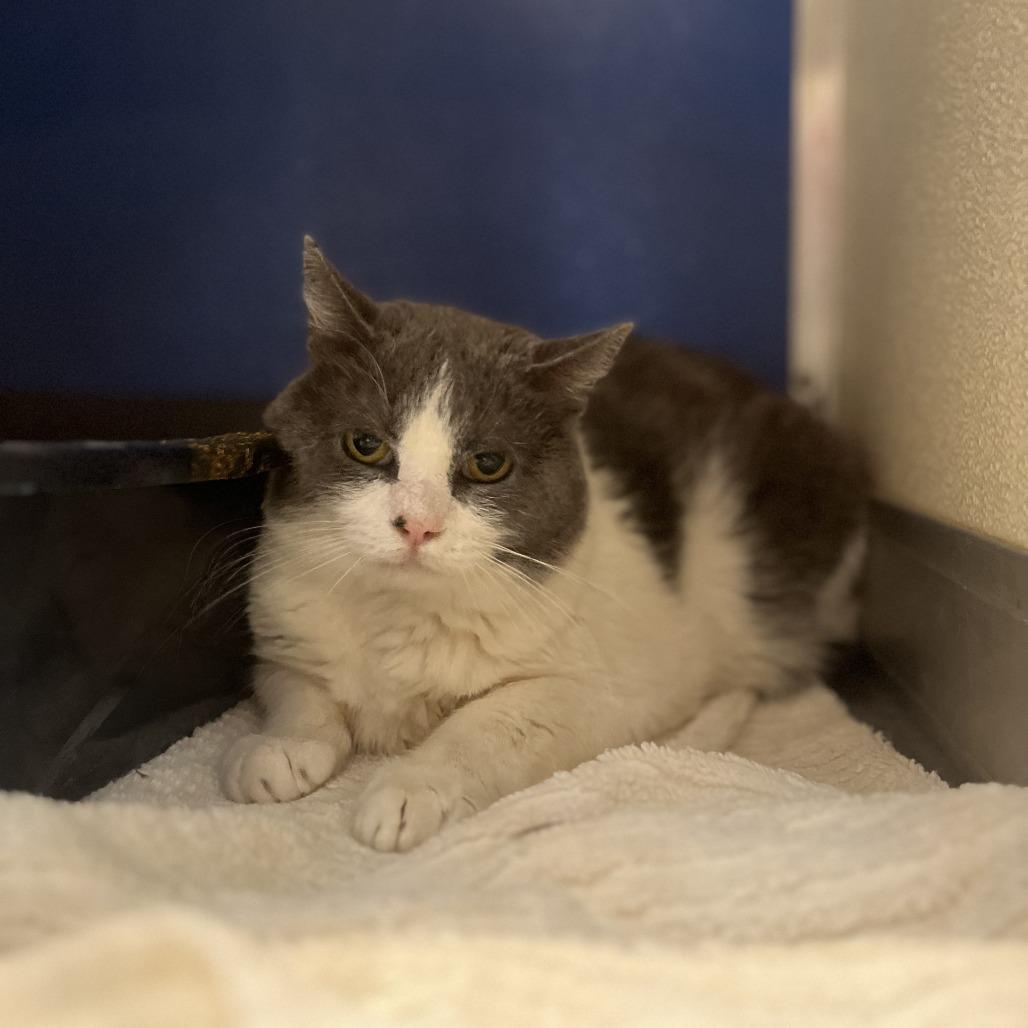 Murphy — thumbnail 3