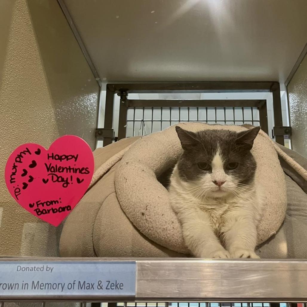 Murphy — thumbnail 6