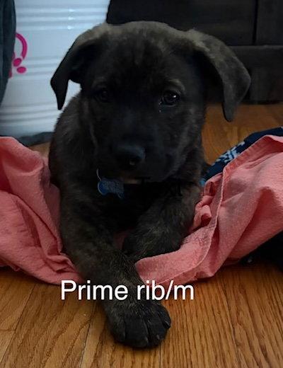 Prime Rib, Adoptable, Puppy Male Labrador Retriever.