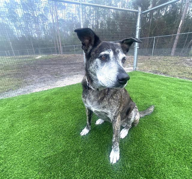 Enlarge MONICA, a Adoptable mixed breed in Naples, FL image 2/2