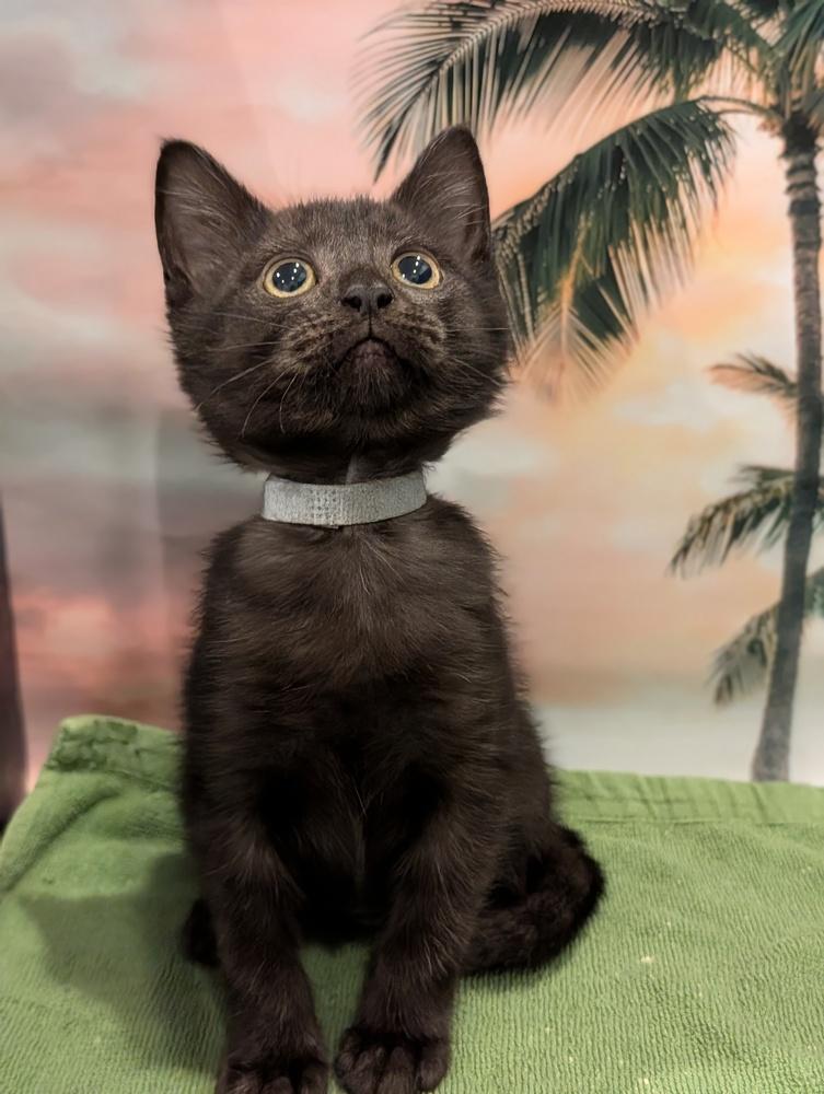 Sussie, Adoptable, Kitten Female Domestic Short Hair.