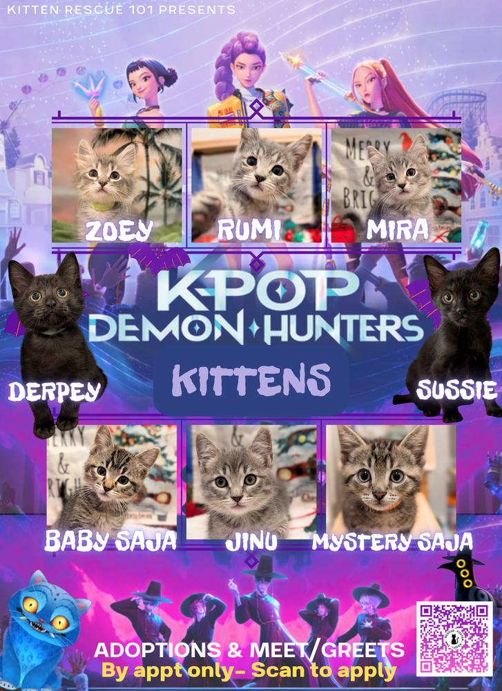 Enlarge Sussie, a Adoptable mixed breed in Fremont, CA image 2/5