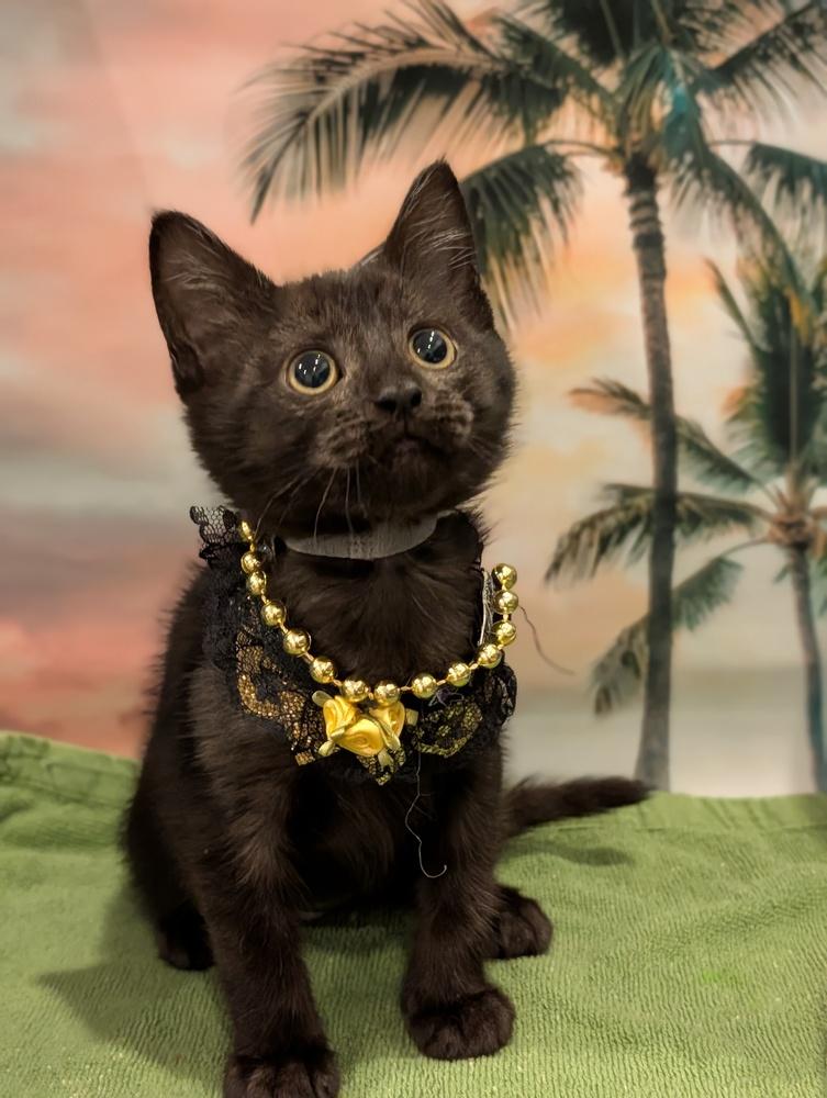 Enlarge Sussie, a Adoptable mixed breed in Fremont, CA image 4/5