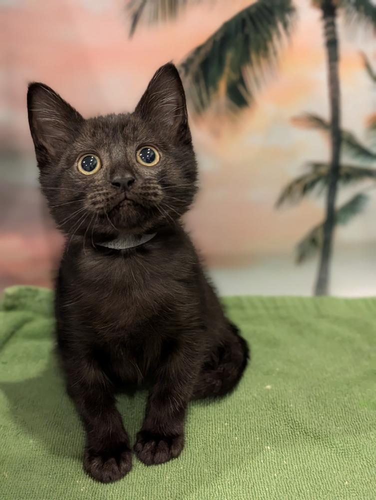 Enlarge Sussie, a Adoptable mixed breed in Fremont, CA image 5/5