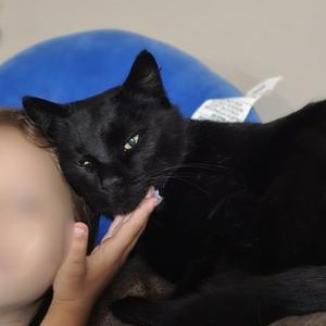 Binx, Adoptable, Young Male Domestic Short Hair.