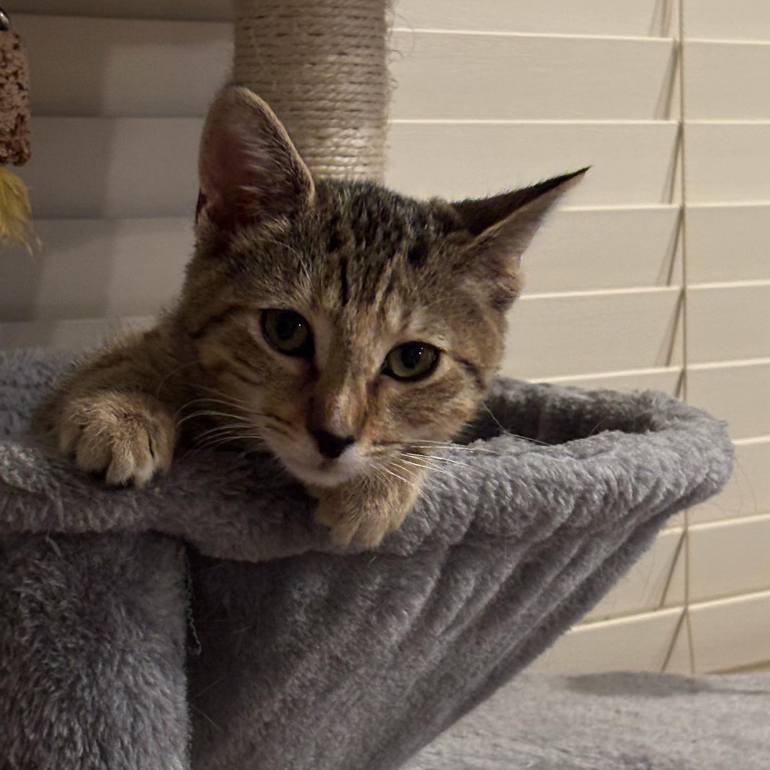 Enlarge Pancake, an adoptable Tabby in San Juan Capistrano, CA image 2/4