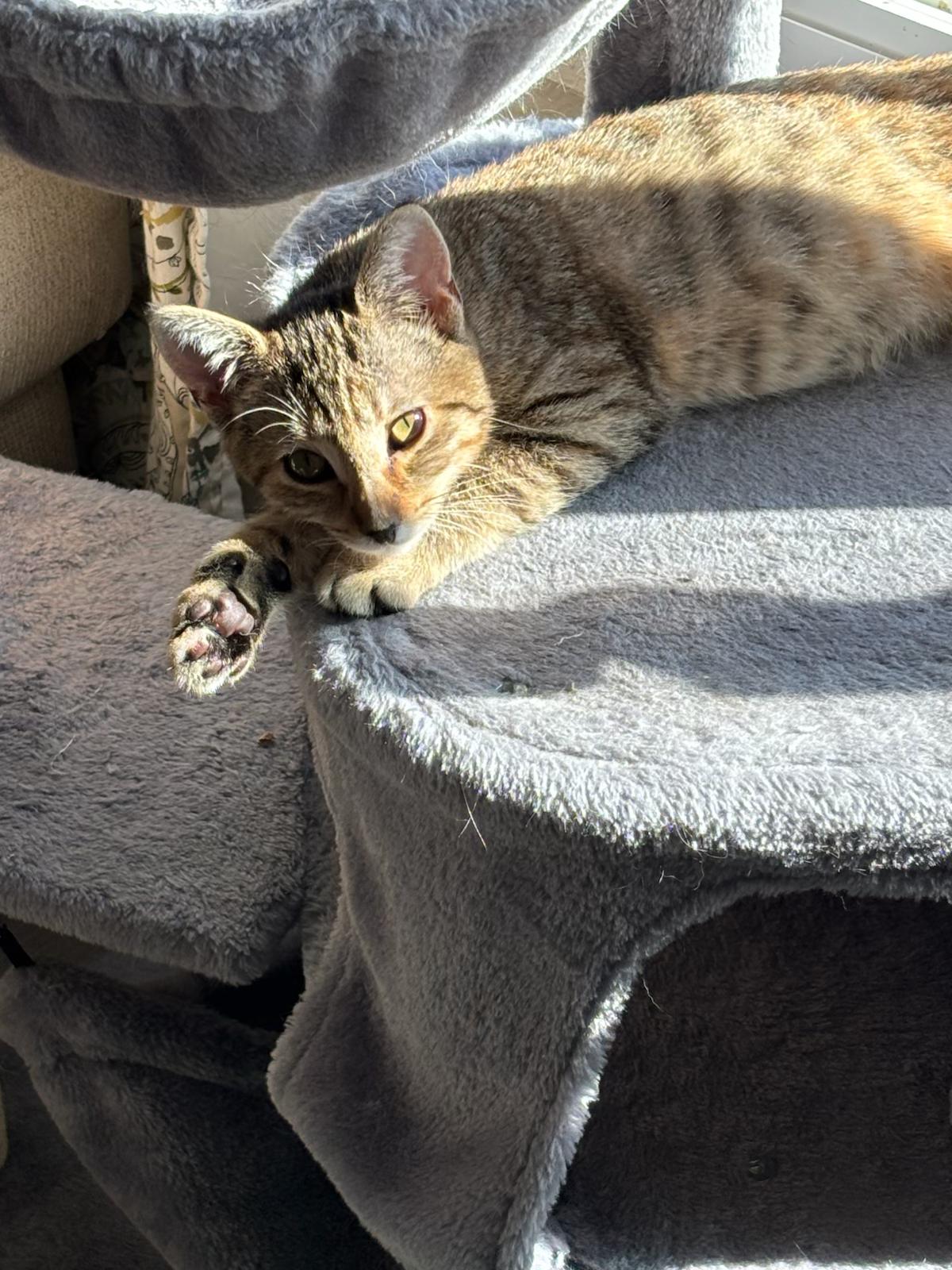 Enlarge Pancake, an adoptable Tabby in San Juan Capistrano, CA image 3/4
