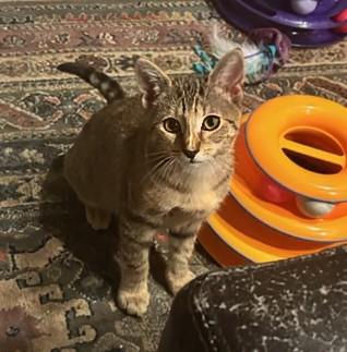 Pancake, adoptable, Kitten Female Tabby.