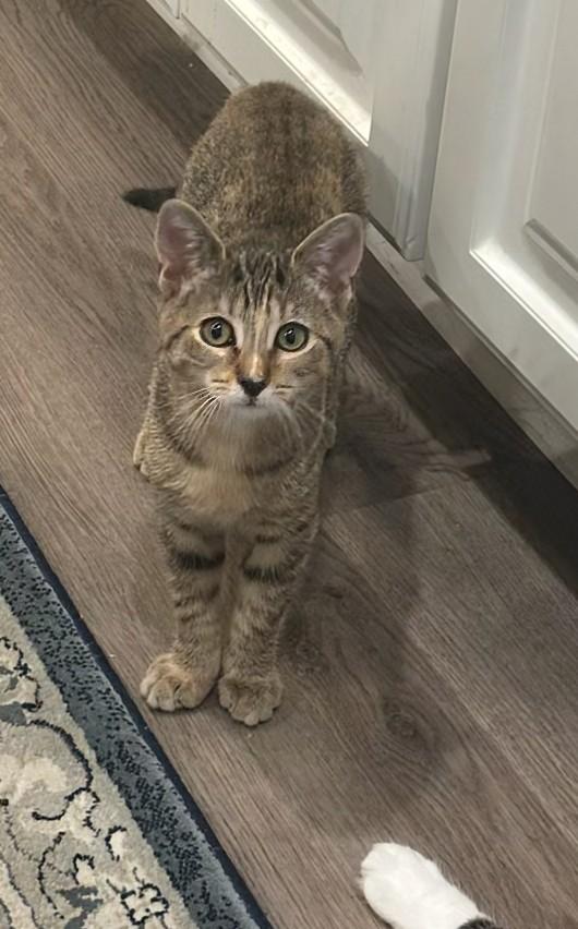 Enlarge Pancake, an adoptable Tabby in San Juan Capistrano, CA image 4/4