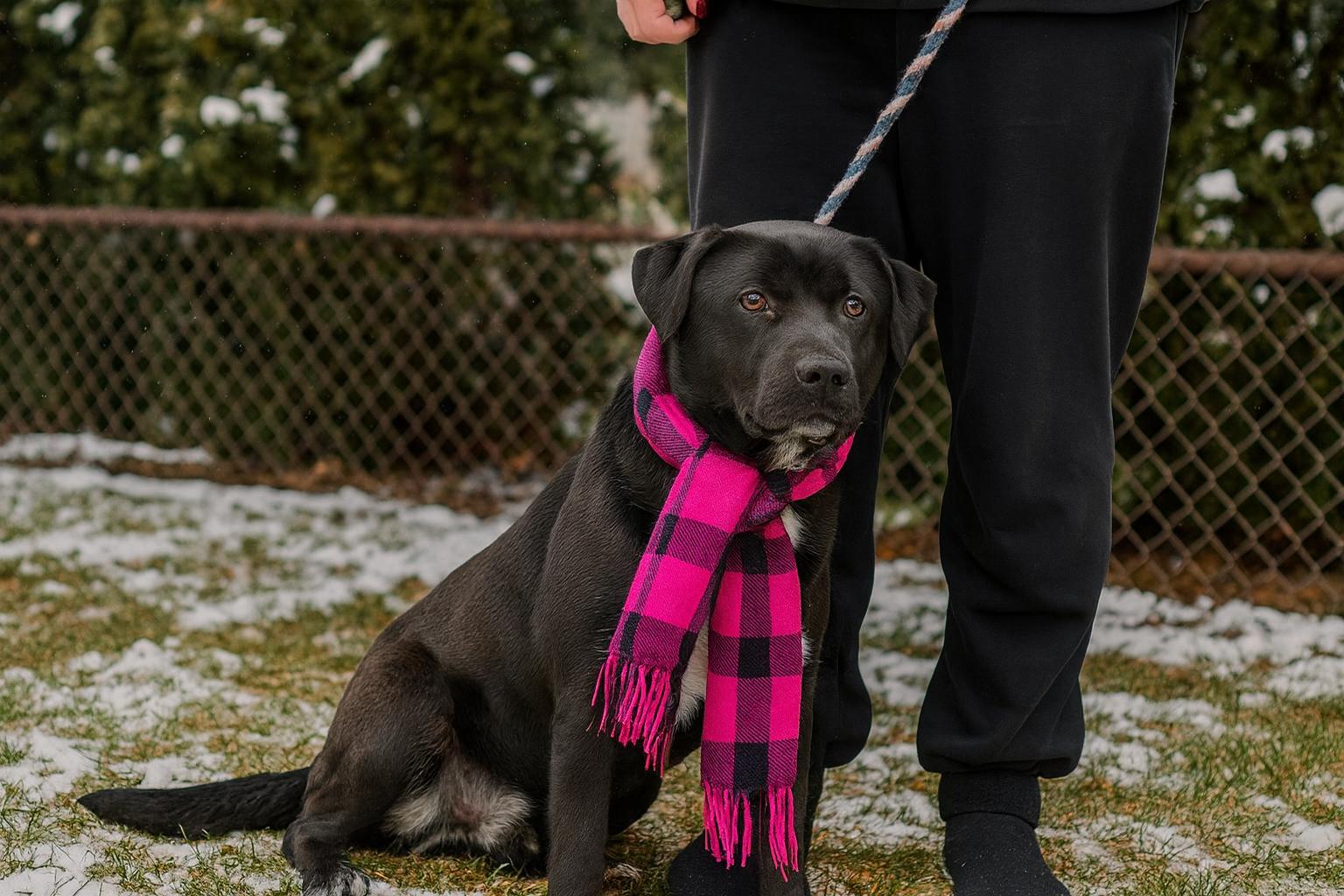 Special, a Adoptable mixed breed in Mount Laurel, NJ image 2/3