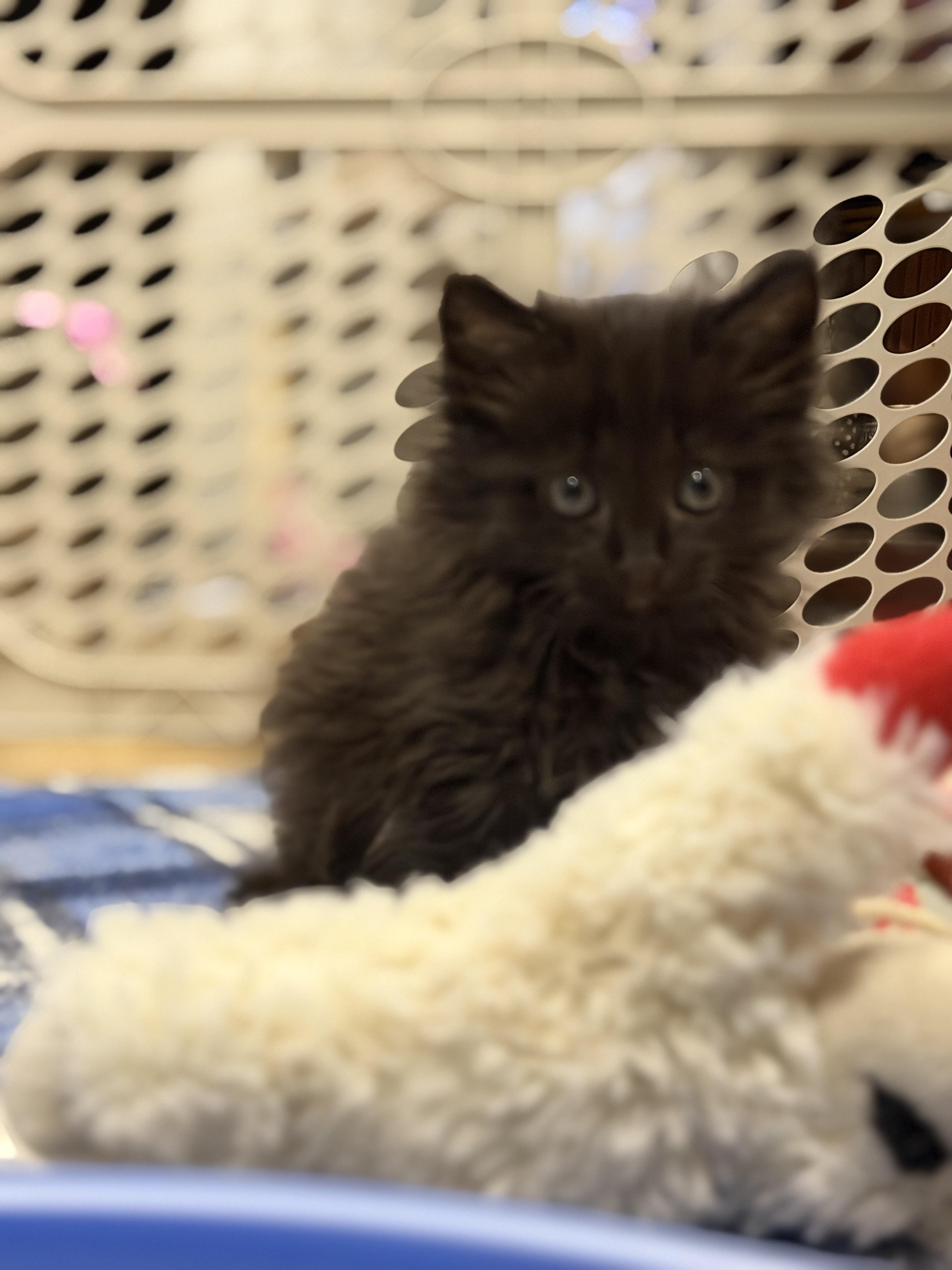 Dolly, an adopted Domestic Medium Hair in Santa Clarita, CA image 2/3