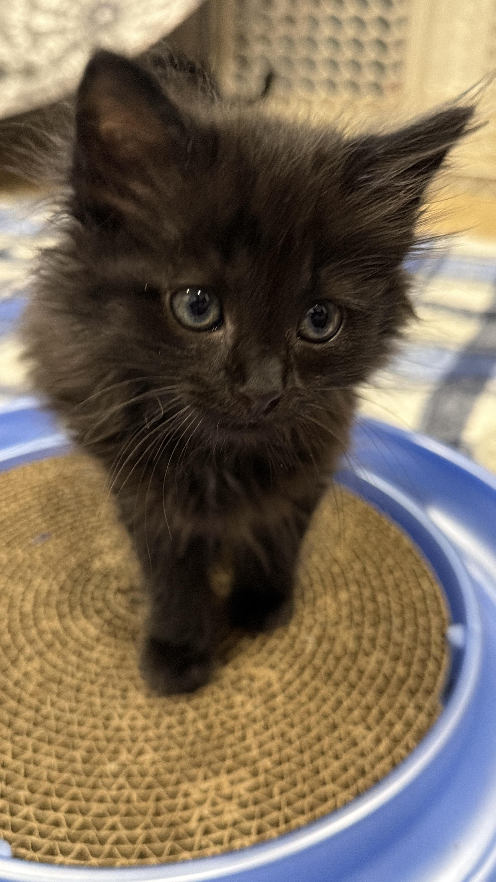 Dolly, adopted, Kitten Female Domestic Medium Hair.
