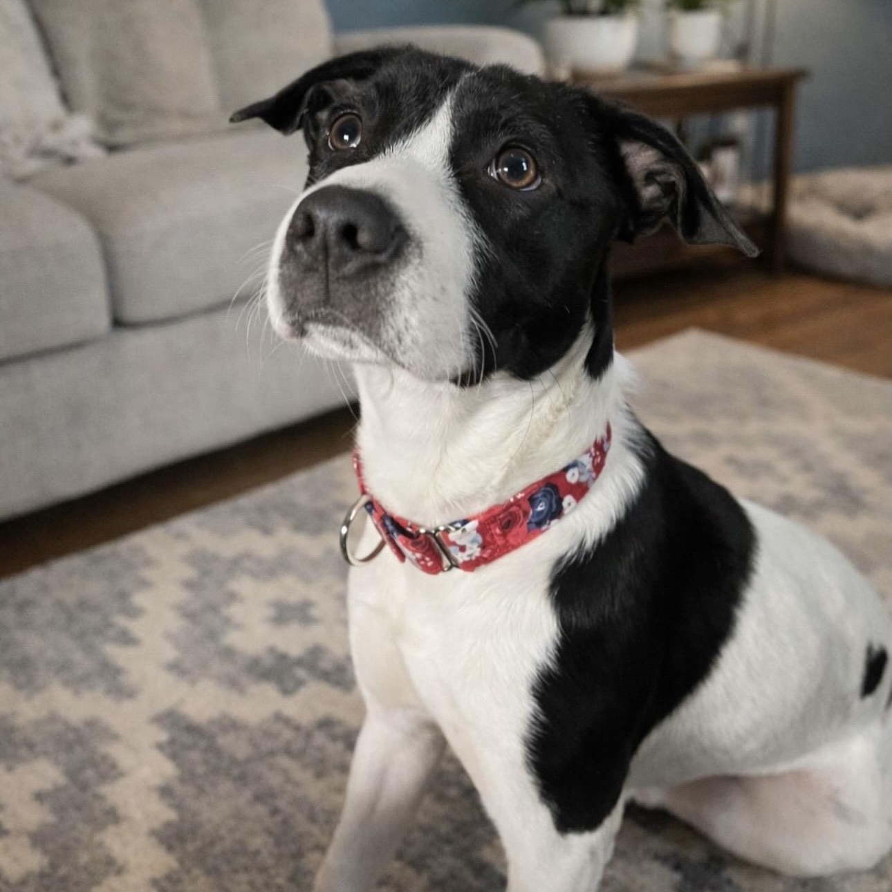 EARTHA, Adoptable, Young Female Mixed Breed.