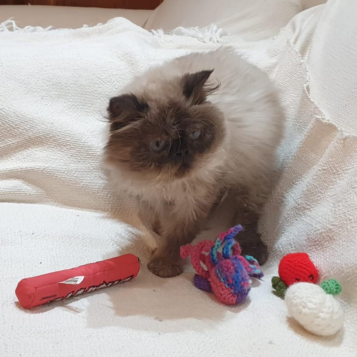 Enlarge Sooner or LUNAR Happy Go Lucky - Foster urgently needed by April 11, 2026, a ADOPTABLE Himalayan in Mississauga, ON image 3/6