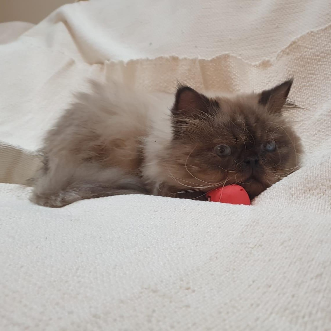 Enlarge Sooner or LUNAR Happy Go Lucky - Foster urgently needed by April 11, 2026, a ADOPTABLE Himalayan in Mississauga, ON image 4/6