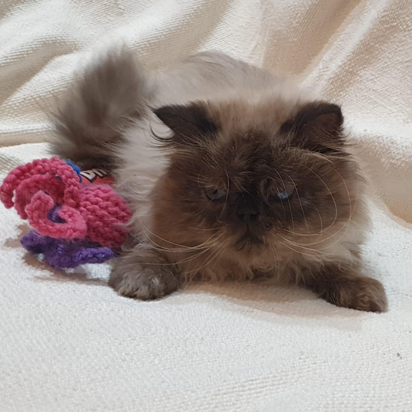 Enlarge Sooner or LUNAR Happy Go Lucky - Foster urgently needed by April 11, 2026, a ADOPTABLE Himalayan in Mississauga, ON image 1/6