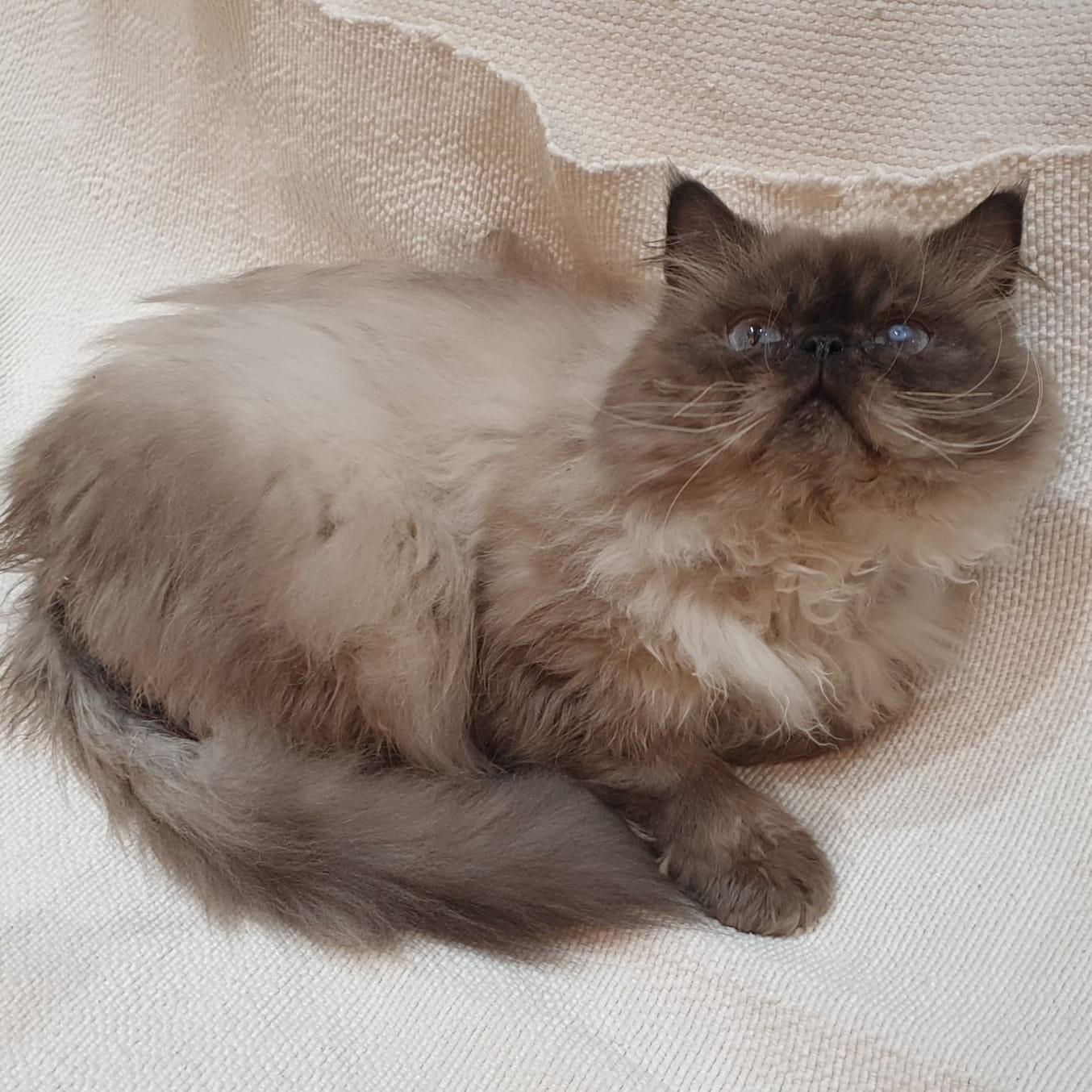 Enlarge Sooner or LUNAR Happy Go Lucky - Foster urgently needed by April 11, 2026, a ADOPTABLE Himalayan in Mississauga, ON image 5/6