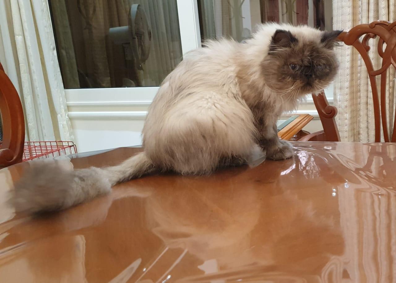 Enlarge Sooner or LUNAR Happy Go Lucky - Foster urgently needed by April 11, 2026, a ADOPTABLE Himalayan in Mississauga, ON image 6/6