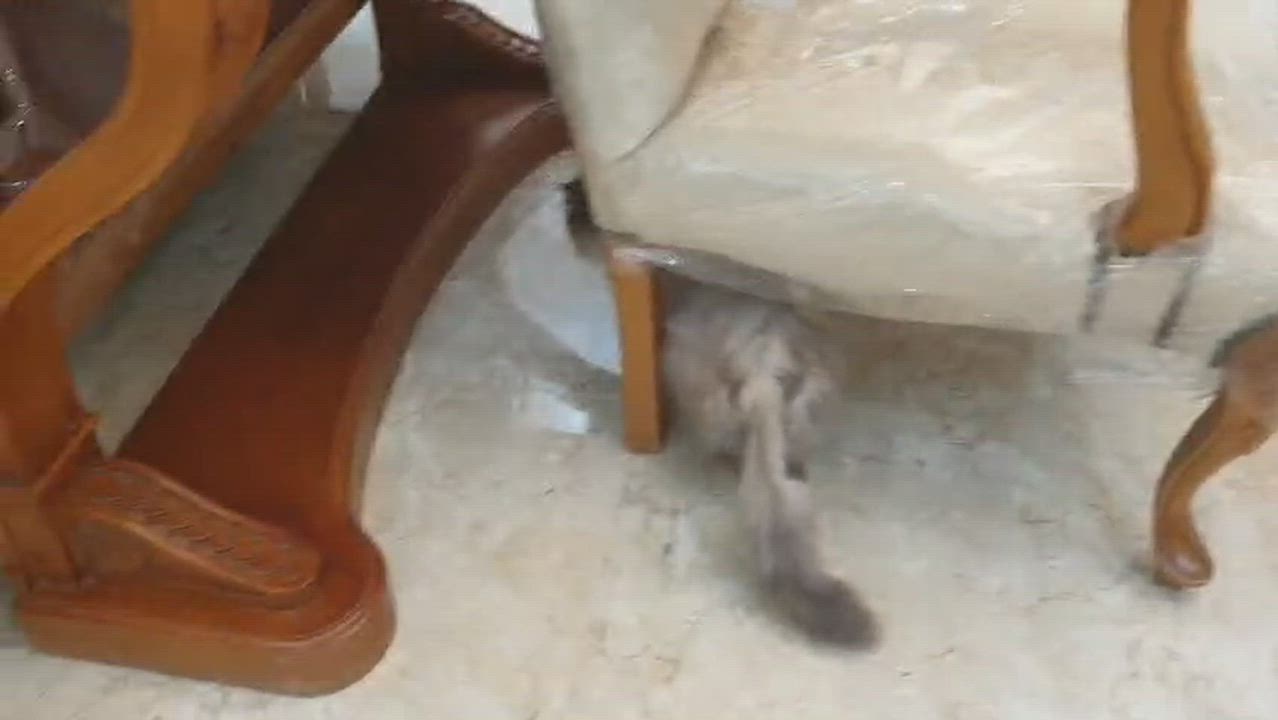 Enlarge Sooner or LUNAR Happy Go Lucky - Foster urgently needed by April 11, 2026, a ADOPTABLE Himalayan in Mississauga, ON video 2/6