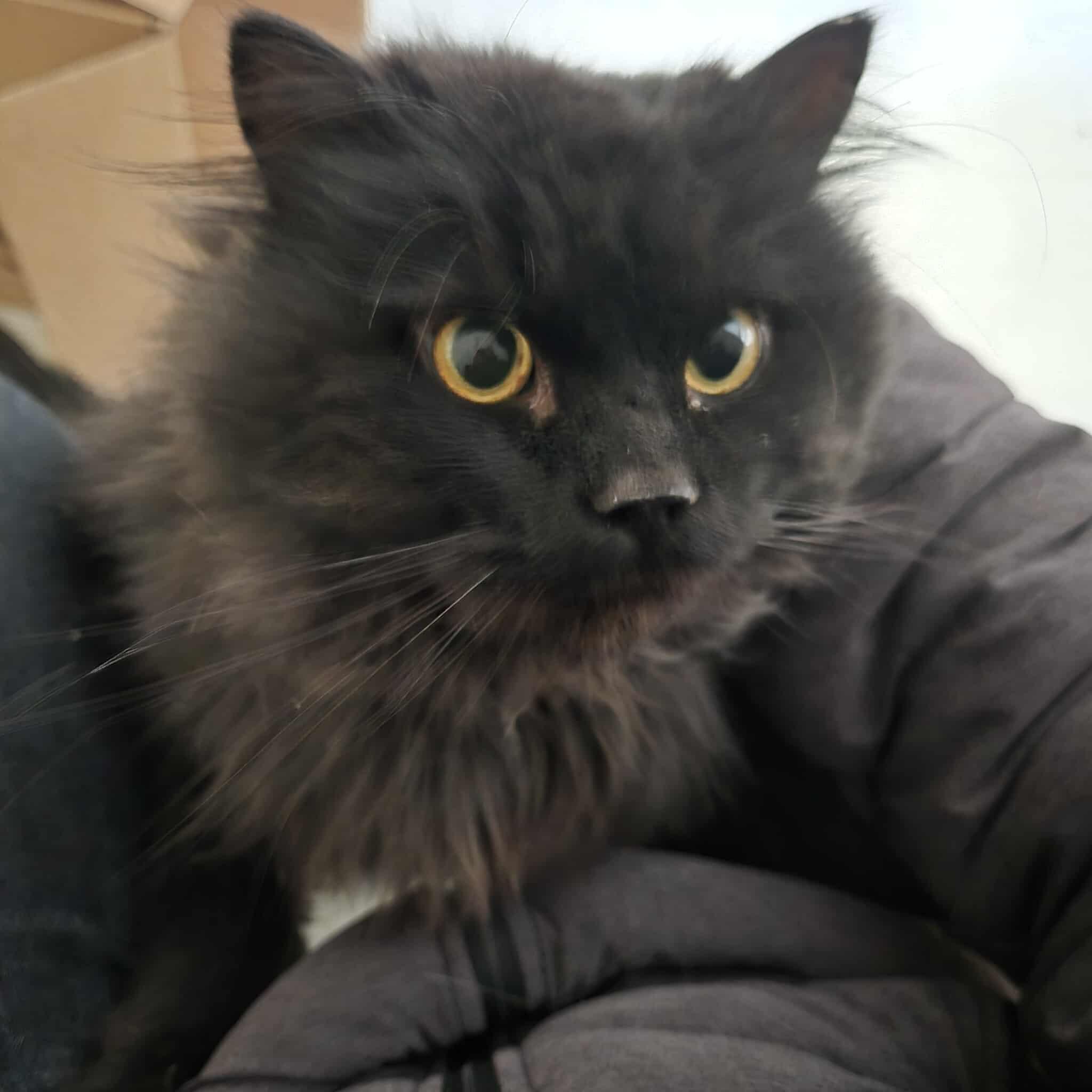 Morpheus, ADOPTABLE, Adult Male Domestic Long Hair.